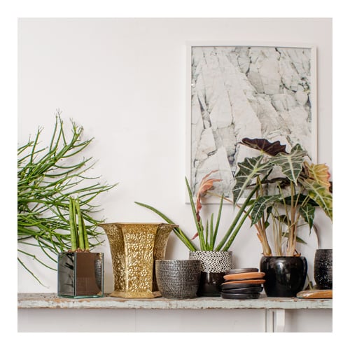 plant stores Toronto - Dynasty