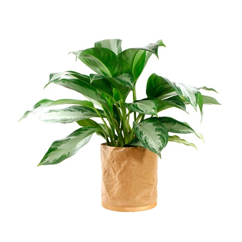 plant stores Toronto -EcoStems 