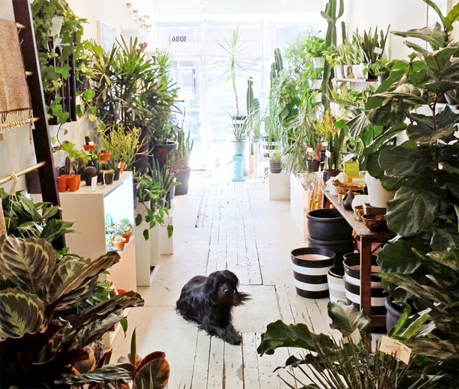 Dynasty plant store