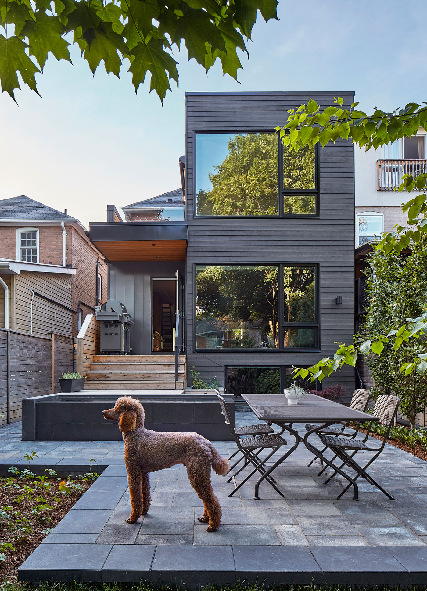 Dog in the backyard of a modern home