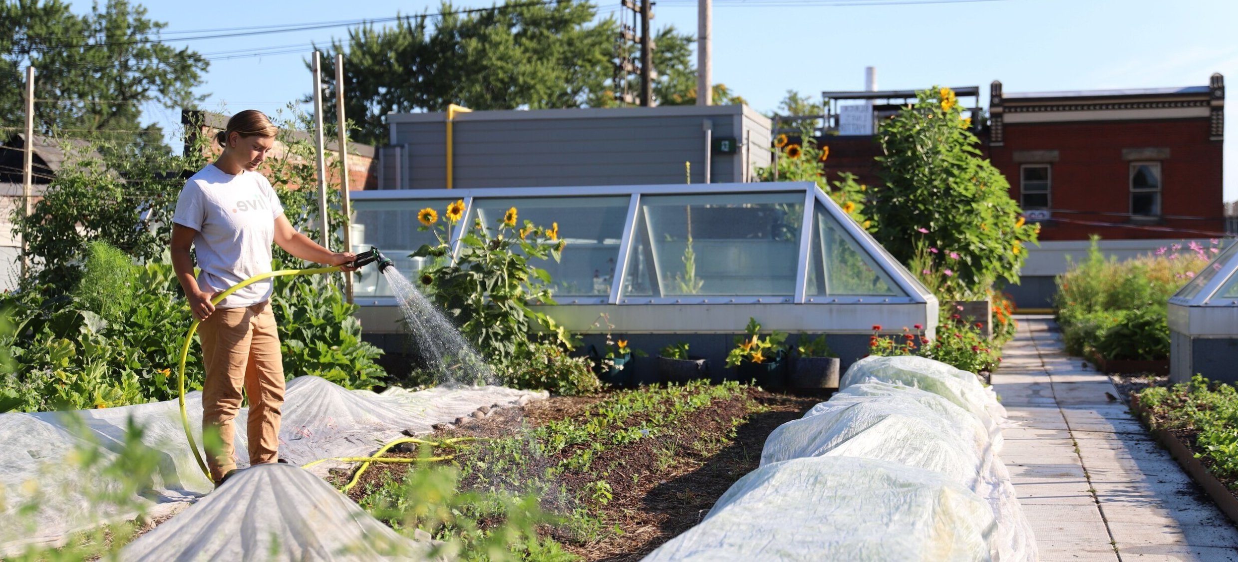The Avling rooftop garden where kale, beets and more are grown