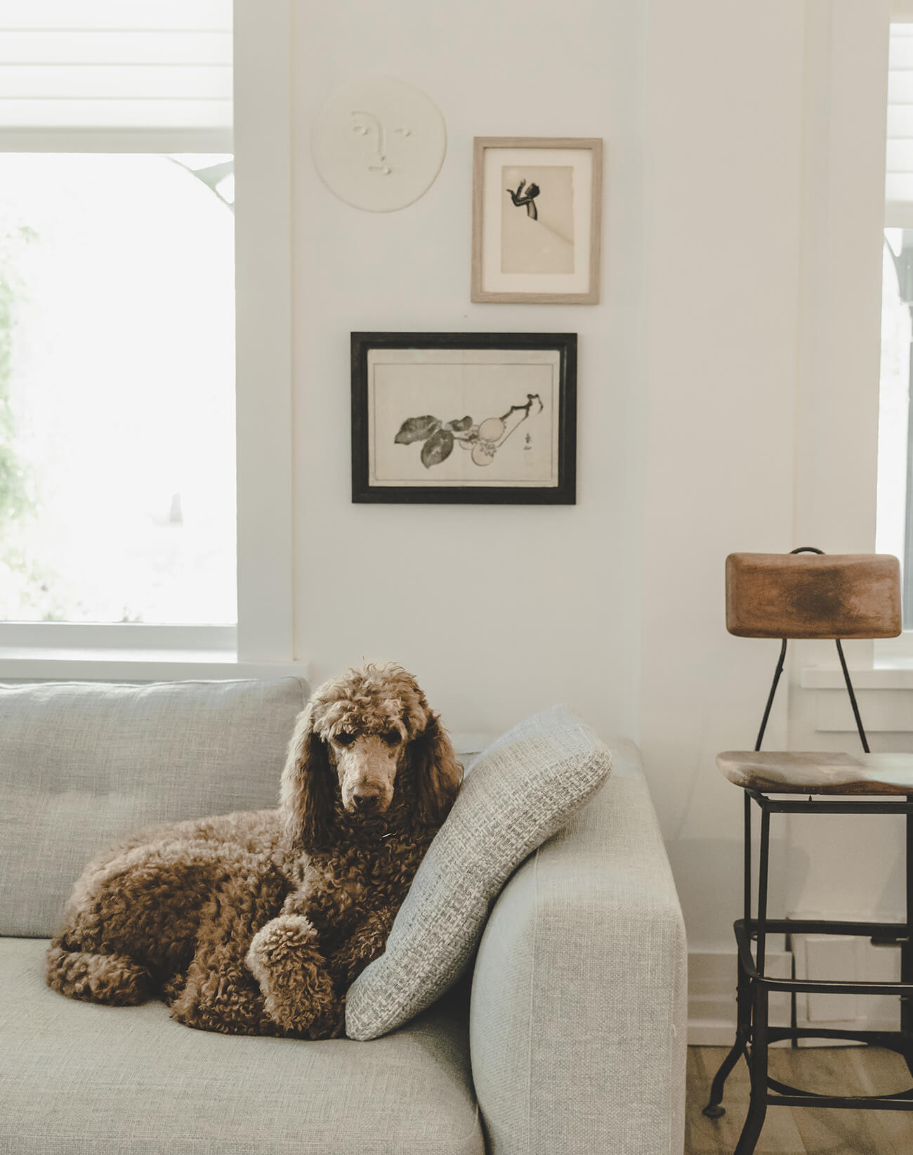 A poodle sitting on a sofa