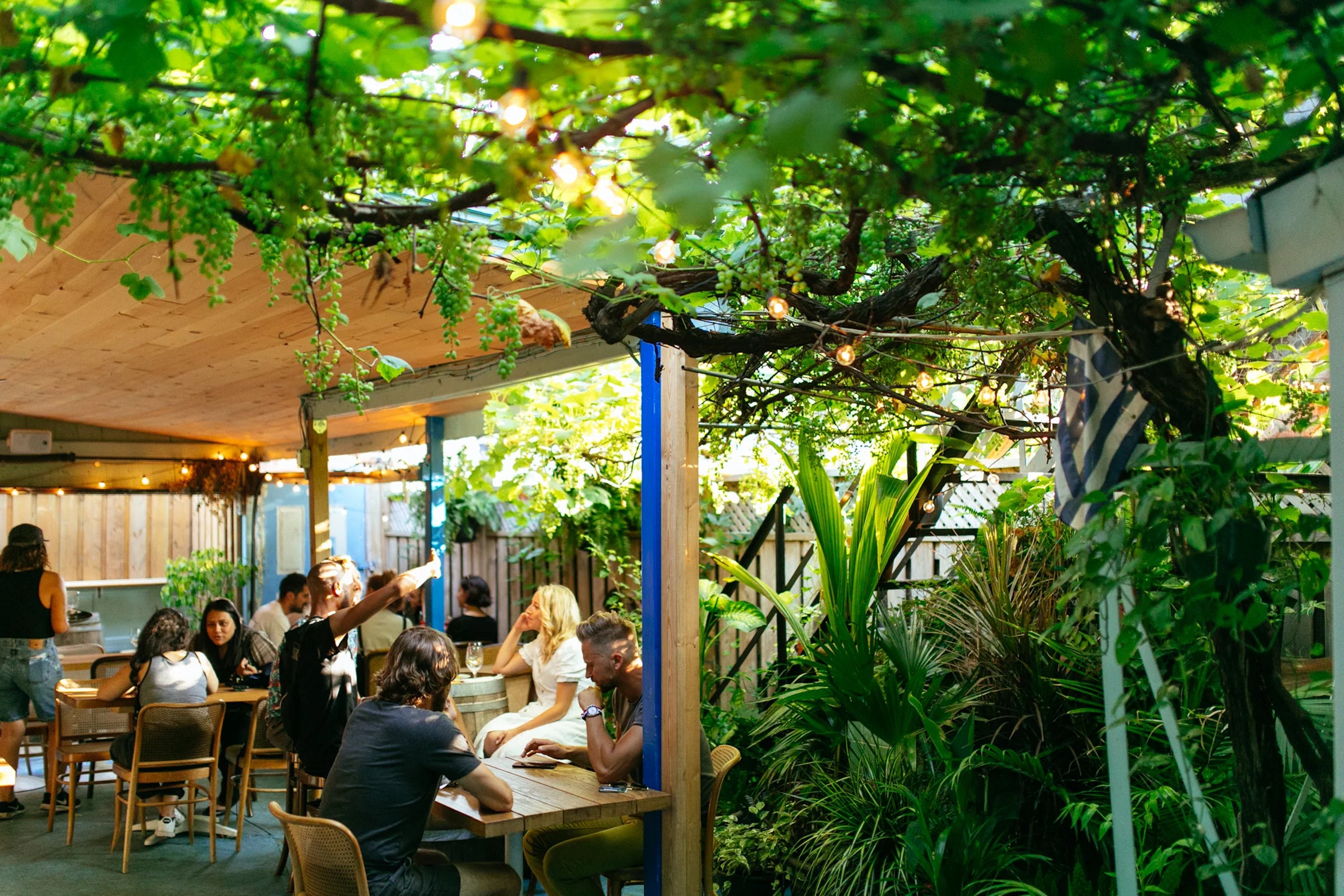 paradise grapevine